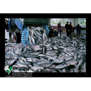 烏魚豐收