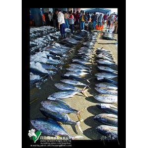 海洋魚產鮪魚季