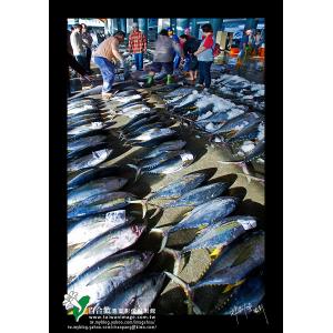 海洋魚產鮪魚季