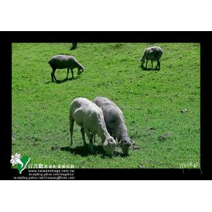 清境綿羊