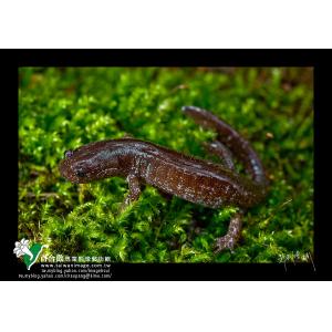 觀霧山椒魚