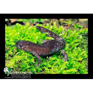 觀霧山椒魚