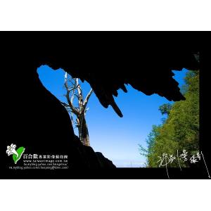 夫妻樹