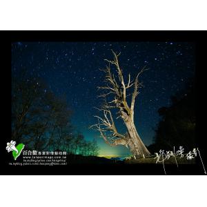 夫妻樹星跡