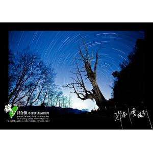 夫妻樹星跡