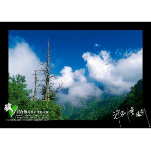 新中橫老樹雲霧