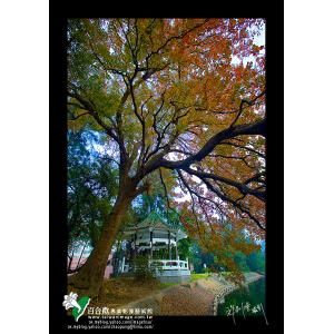 清大成功湖