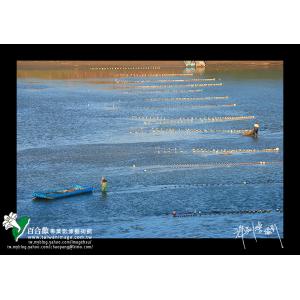 頭前溪出海口捕鰻苗