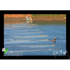 頭前溪出海口捕鰻苗