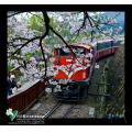 阿里山櫻花火車