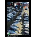 海洋魚產鮪魚季