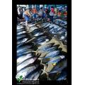 海洋魚產鮪魚季