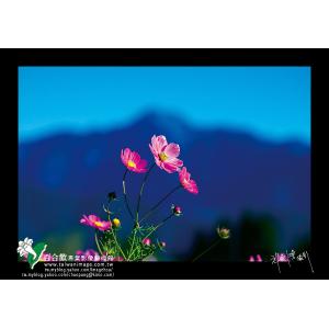 福壽山波斯菊