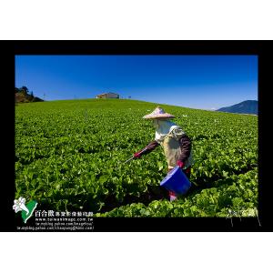 福壽山天池菜園