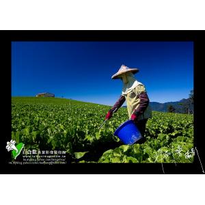 福壽山天池菜園