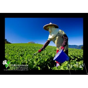 福壽山天池菜園