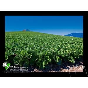 福壽山天池菜園