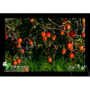 福壽山農場蘋果