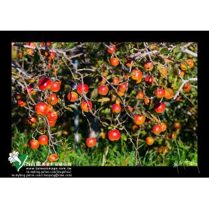 福壽山農場蘋果