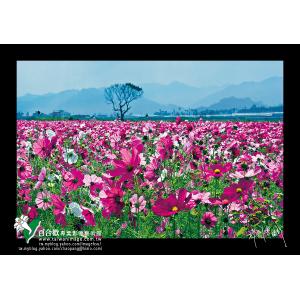 新社花海