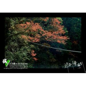 中橫秋色