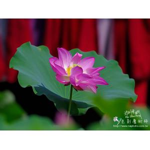 2011荷花