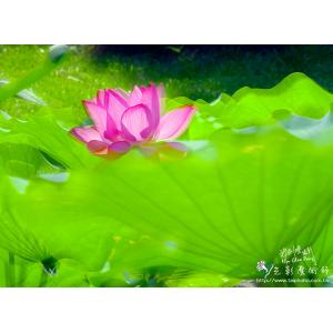 2011荷花