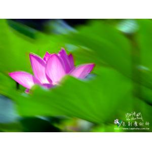 2011荷花