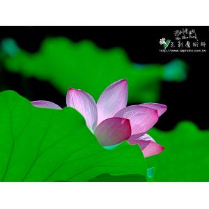 2011荷花