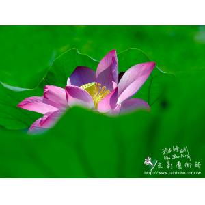 2011荷花