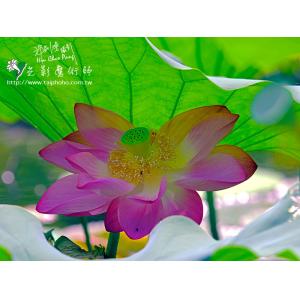 2011荷花