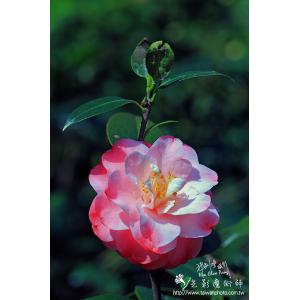 茶花