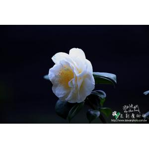 茶花