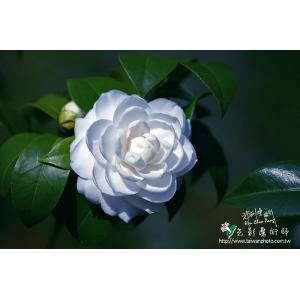 茶花