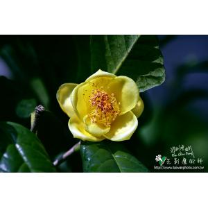 茶花
