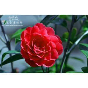 茶花