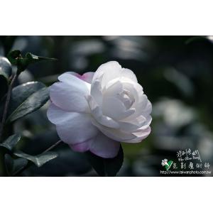 茶花