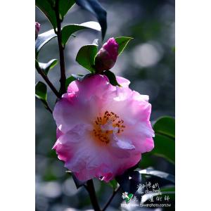茶花