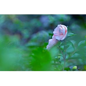 茶花