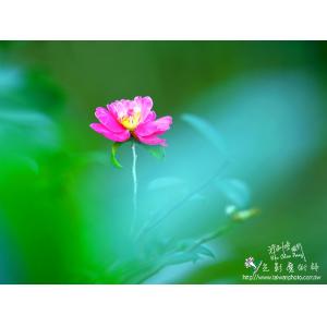 茶花