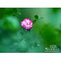 茶花
