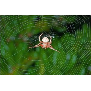 蜘蛛