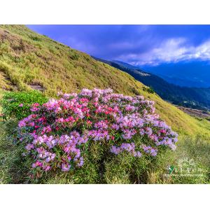 合歡山杜鵑花
