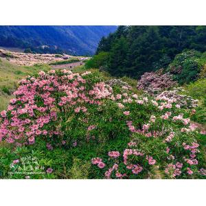 合歡山杜鵑