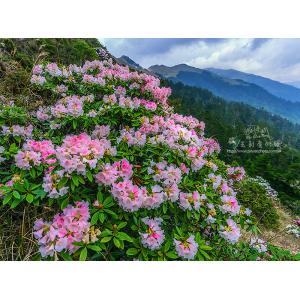 合歡山杜鵑