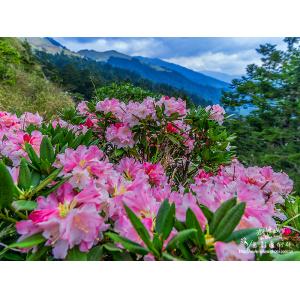 合歡山杜鵑