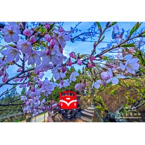 阿里山櫻花