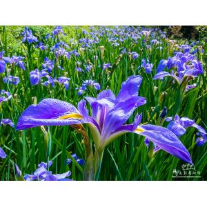 鳶尾花