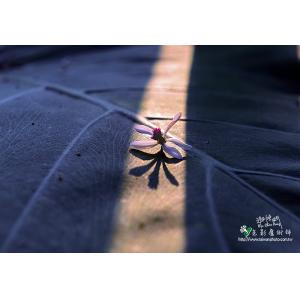 苦楝花