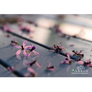 苦楝花
